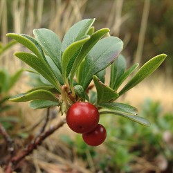 arctostaphylos uva ursi bearberry mjölon